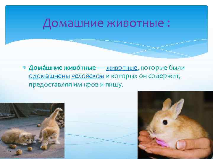 Домашние животные : Дома шние живо тные — животные, которые были одомашнены человеком и