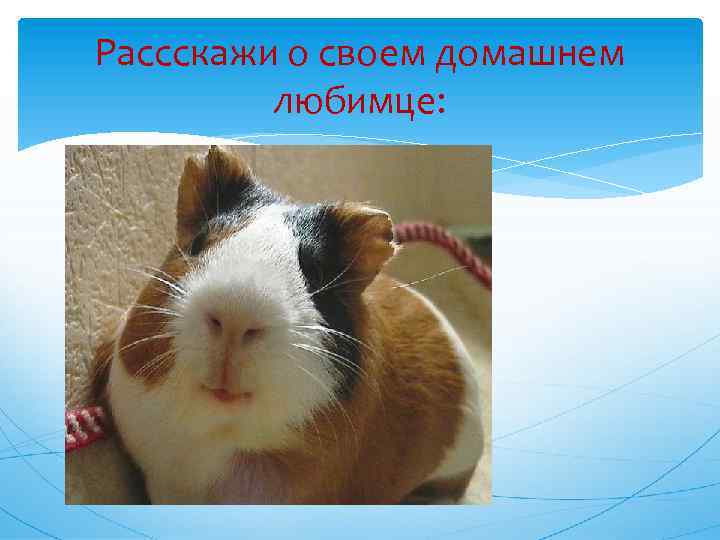 Рассскажи о своем домашнем любимце: 