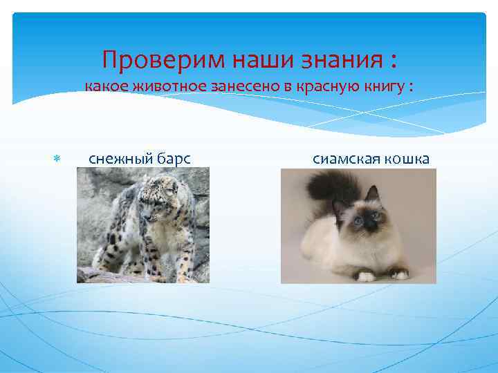 Проверим наши знания : какое животное занесено в красную книгу : снежный барс сиамская