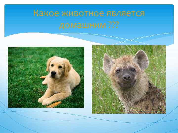 Какое животное является домашним ? ? ? собака гиена 