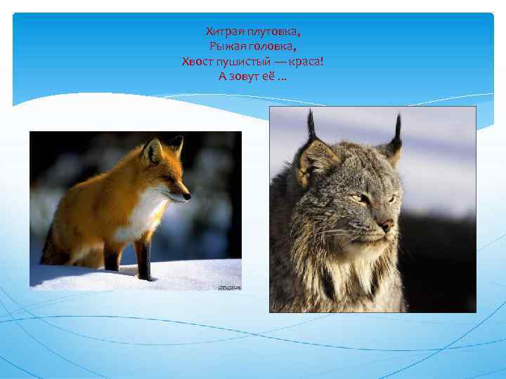 Хитрая плутовка, Рыжая головка, Хвост пушистый — краса! А зовут её. . . 