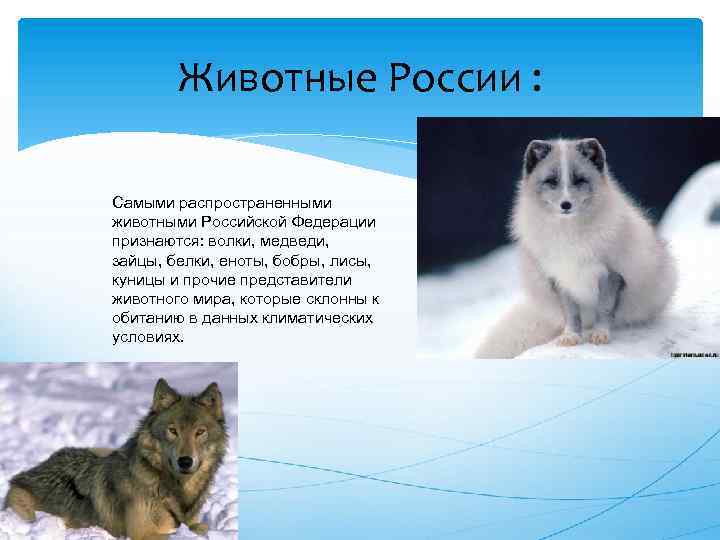 Легко содержимое животные. Животное Российской Федерации. Самое распространенное животное в России. Содержание животных доклад. Животный мир основные представители Российской Федерации.