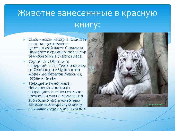 Животне занесеннные в красную книгу: Сахалинская кабарга. Обитает в настоящее время в центральной части