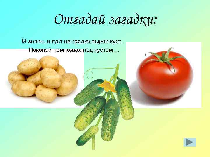 Отгадай загадки: И зелен, и густ на грядке вырос куст. Покопай немножко: под кустом.