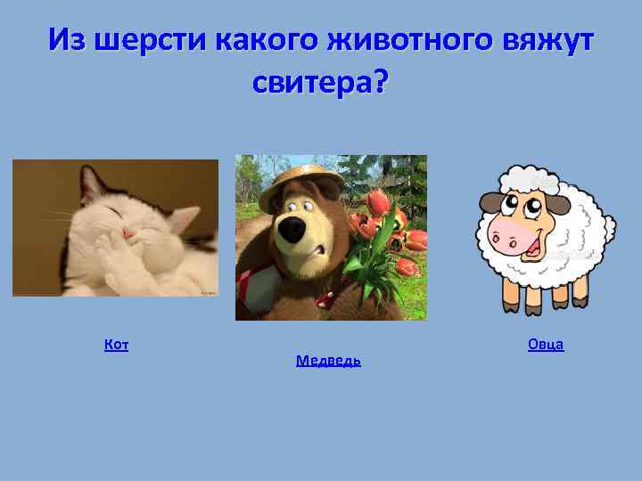 Из шерсти какого животного вяжут свитера? Кот Медведь Овца 
