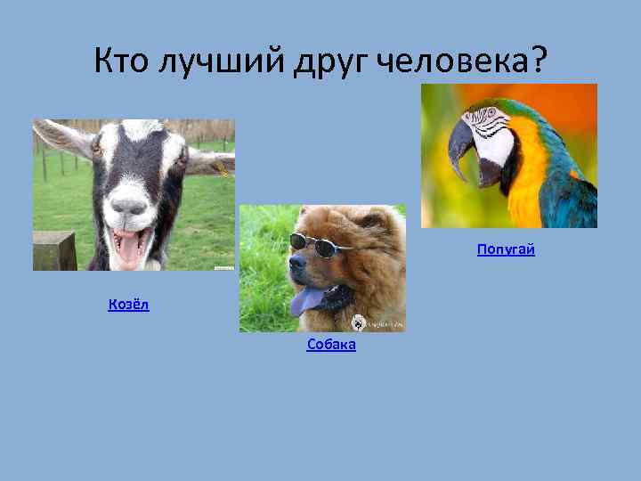 Кто лучший друг человека? Попугай Козёл Собака 