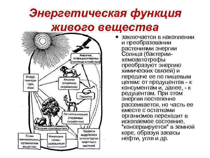 Энергетическая функция живого вещества заключается в накоплении и преобразовании растениями энергии Солнца (бактериихемоавтотрофы преобразуют