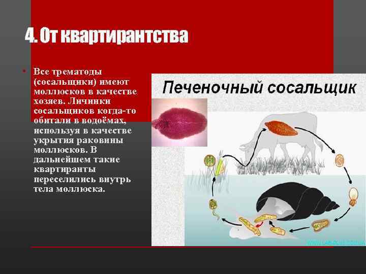 4. От квартирантства • Все трематоды (сосальщики) имеют моллюсков в качестве хозяев. Личинки сосальщиков