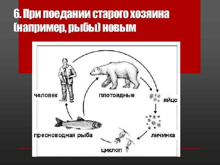 6. При поедании старого хозяина (например, рыбы) новым 