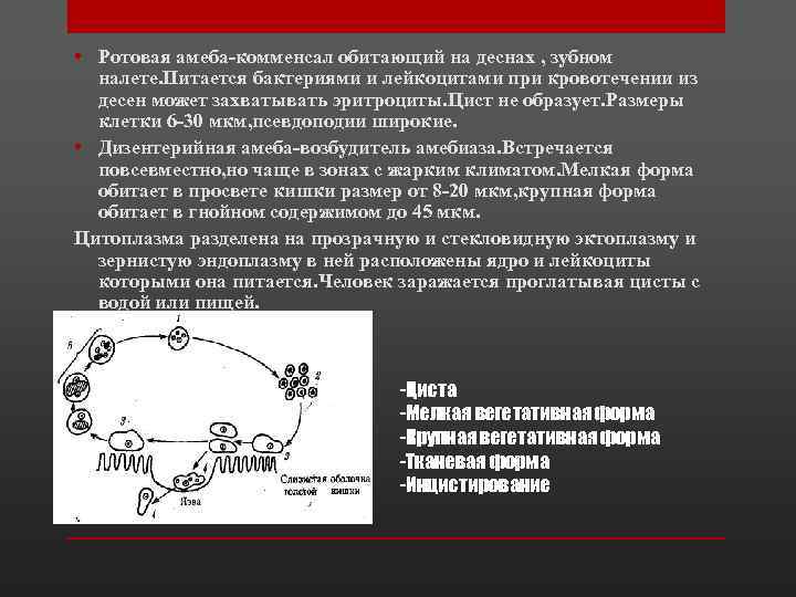 Заболевания вызванные амебами. Ротовая амеба жизненный цикл. Ротовая амеба характеристика. Ротовая амеба заболевание. Ротовая амеба профилактика.