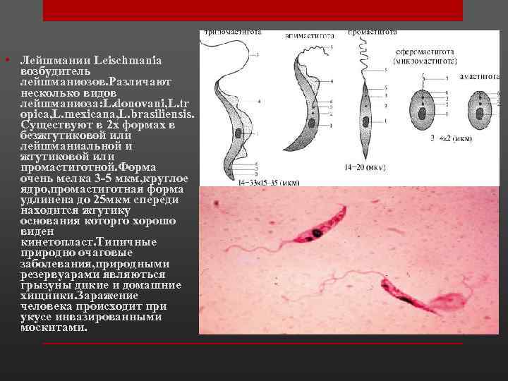 • Лейшмании Leischmania возбудитель лейшманиозов. Различают несколько видов лейшманиоза: L. donovani, L. tr