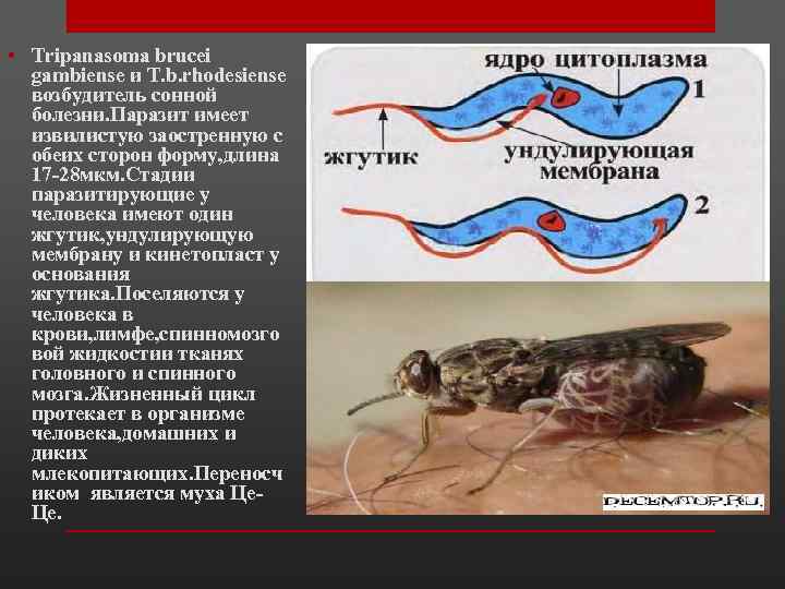  • Tripanasoma brucei gambiense и T. b. rhodesiense возбудитель сонной болезни. Паразит имеет