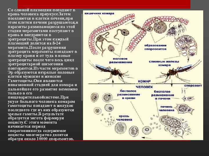 Плазмодии человека. Малярийный плазмодий паразитология. Паразитология простейшие. В эритроцитах человека паразитирует. Медицинская паразитология классификация простейших.