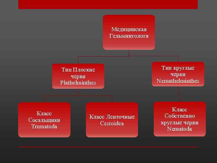 Медицинская Гельминтологя Тип Плоские черви Plathelminthes Класс Сосальщики Trematoda Класс Ленточные Cestoidea Тип круглые