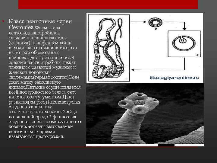  • Класс ленточные черви Cestoidea. Форма тела лентовидная, стробилла разделенна на проглотиды (членики),