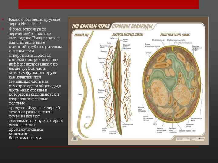  • • Класс собственно круглые черви Nematoda/ Форма этих червей веретенообразная или нитевидная.