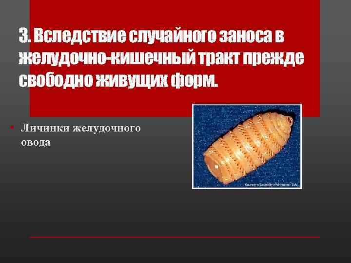 3. Вследствие случайного заноса в желудочно-кишечный тракт прежде свободно живущих форм. • Личинки желудочного