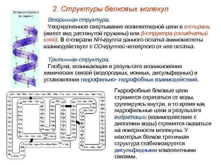 2. Структуры белковых молекул Вторичная структура. Упорядоченное свертывание полипептидной цепи в α-спираль (имеет вид