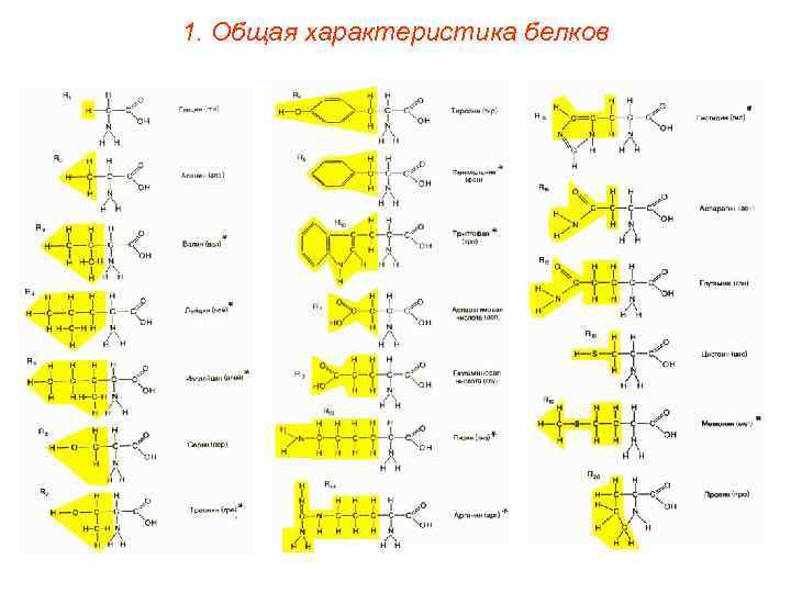 1. Общая характеристика белков 