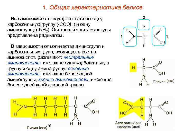 1. Общая характеристика белков Все аминокислоты содержат хотя бы одну карбоксильную группу (-СООН) и
