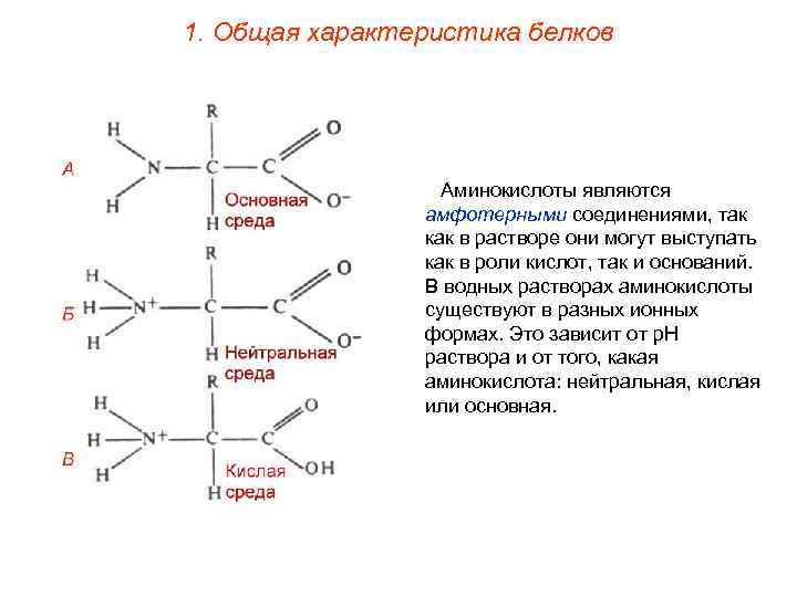 1. Общая характеристика белков Аминокислоты являются амфотерными соединениями, так как в растворе они могут