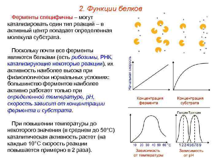 2. Функции белков Ферменты специфичны – могут катализировать один тип реакций – в активный