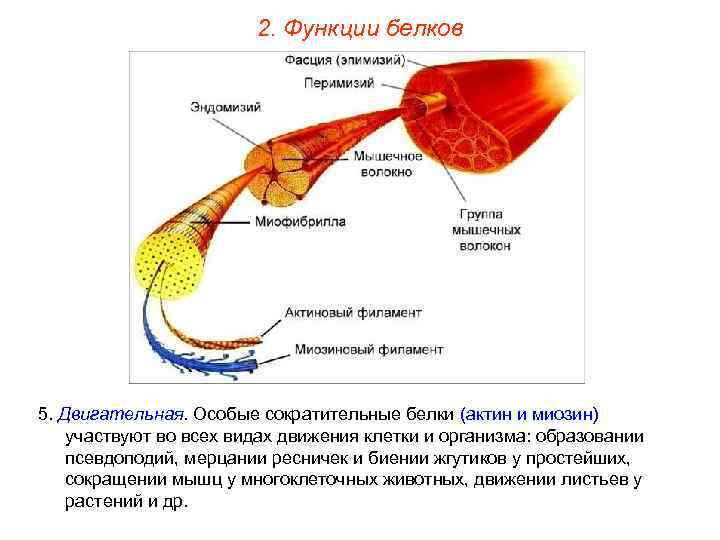 2. Функции белков 5. Двигательная. Особые сократительные белки (актин и миозин) участвуют во всех