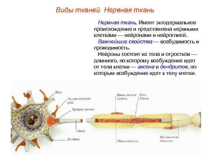 Виды тканей. Нервная ткань. Имеет эктодермальное происхождение и представлена нервными клетками — нейронами и
