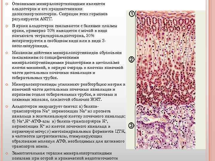  Основными минералокортикоидами являются альдостерон и его предшественник дезоксикортикостерон. Секреция этих гормонов регулируется АКТГ.