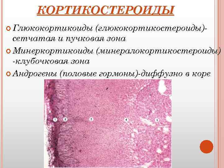 КОРТИКОСТЕРОИДЫ Глюкокортикоиды (глюкокортикостероиды)сетчатая и пучковая зона Минеркортикоиды (минералокортикостероиды) -клубочковая зона Андрогены (половые гормоны)-диффузно в