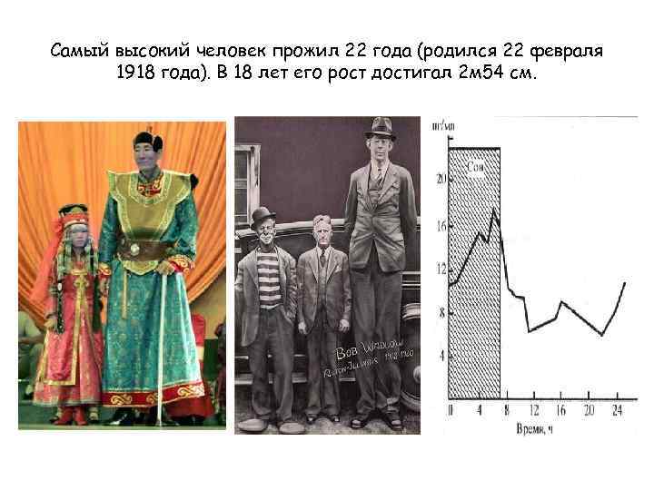 Самый высокий человек прожил 22 года (родился 22 февраля 1918 года). В 18 лет