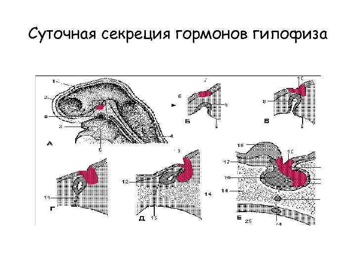 Суточная секреция гормонов гипофиза 