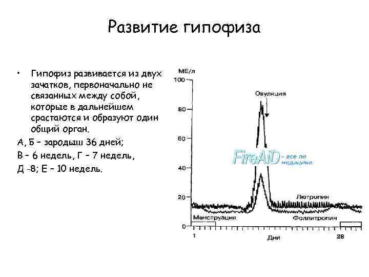 Развитие гипофиза • Гипофиз развивается из двух зачатков, первоначально не связанных между собой, которые