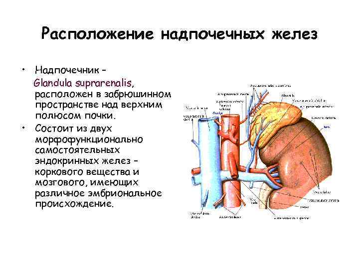Расположение надпочечных желез • Надпочечник – Glandula suprarenalis, расположен в забрюшинном пространстве над верхним