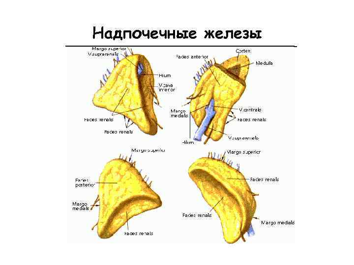 Надпочечные железы 