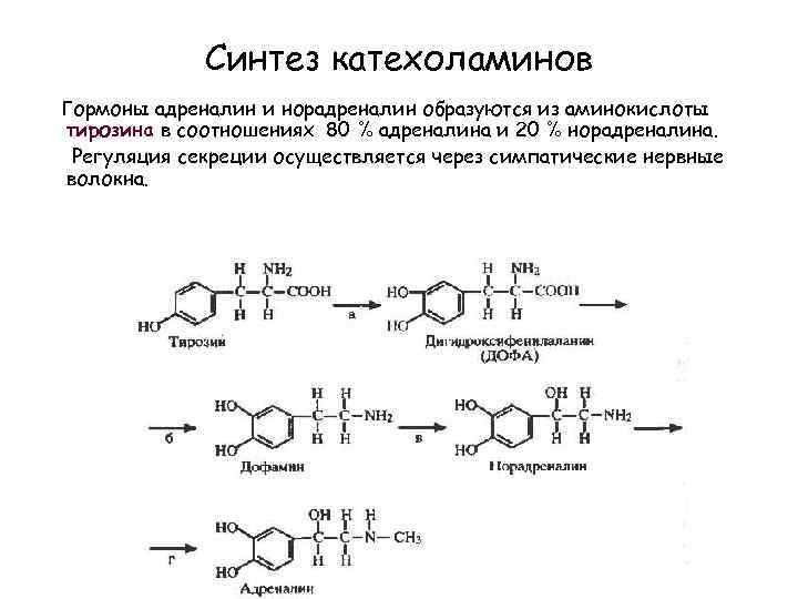 Синтез катехоламинов Гормоны адреналин и норадреналин образуются из аминокислоты тирозина в соотношениях 80 %