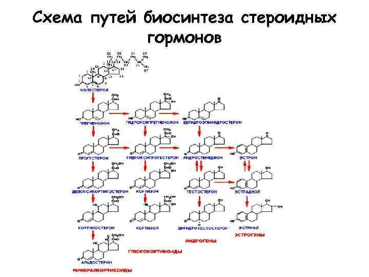 Схема путей биосинтеза стероидных гормонов 