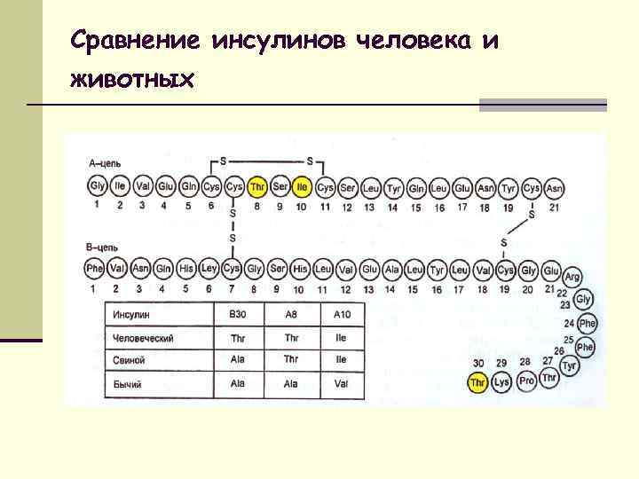 Сравнение инсулинов человека и животных 