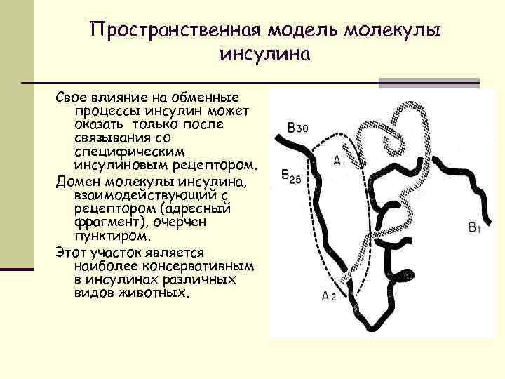 Пространственная модель молекулы инсулина Свое влияние на обменные процессы инсулин может оказать только после