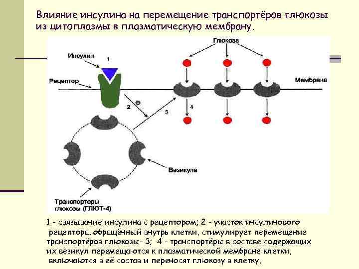 Проницаемость мембран для глюкозы повышают