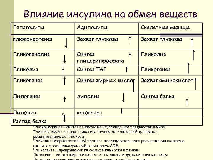 Влияние на процессы обмена веществ