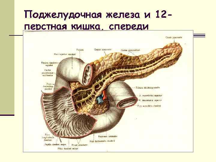 Железы 5. Поджелудочная железа и 12 перстная. Желудок и 12 перстная кишка и поджелудочная железа. Поджелудочная железа и 12 перстная кишка анатомия. Поджелудочная железа расположена забрюшинно.