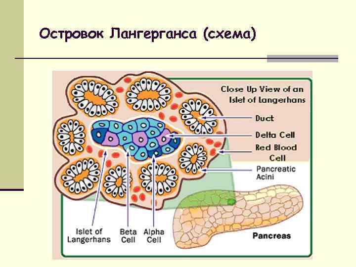Островок Лангерганса (схема) 
