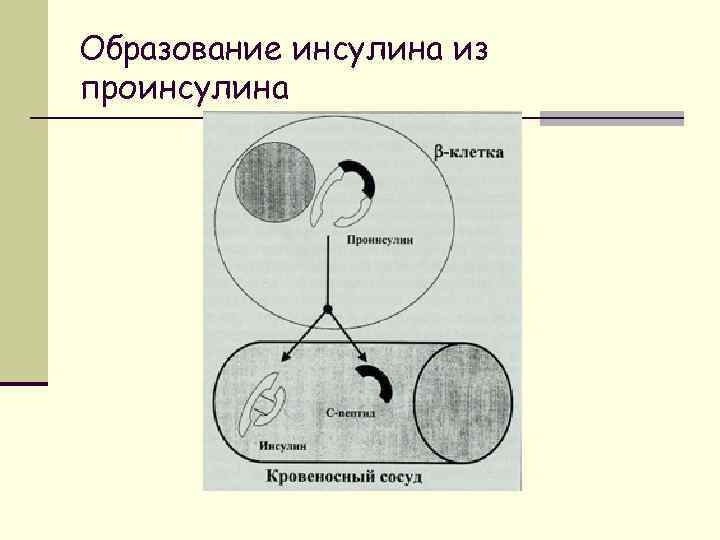 Образование инсулина из проинсулина 