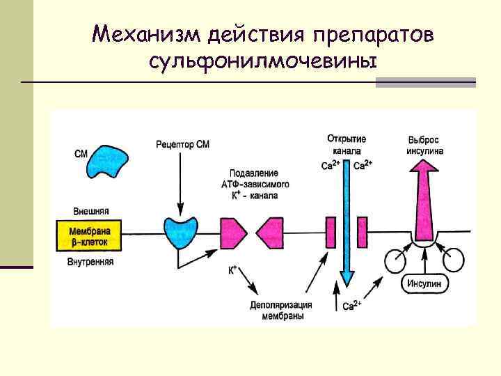 Механизм действия препаратов сульфонилмочевины 