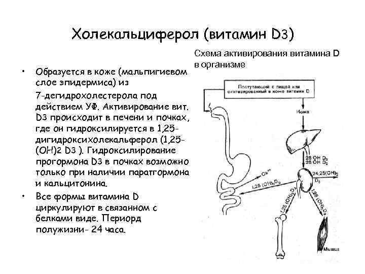 Обмен кальция и фосфора в организме презентация