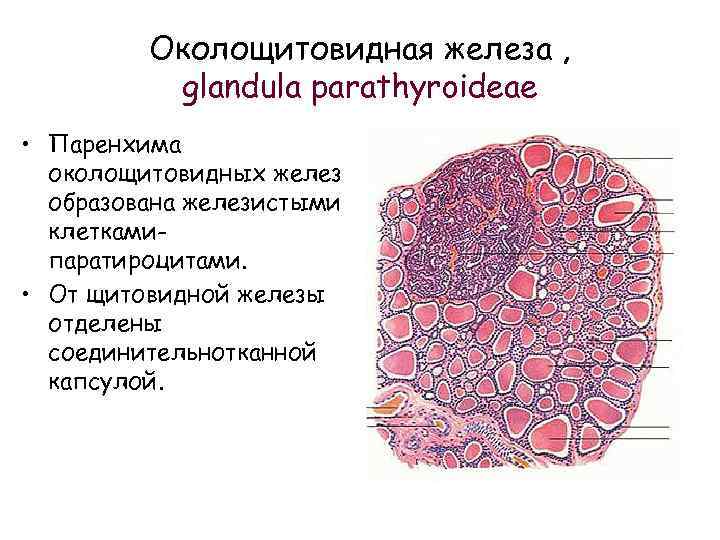 Паренхимы щитовидной. Строение паращитовидной железы гистология. Паращитовидная железа гистология препарат. Околощитовидная железа гистология препарат. Околощитовидная железа строение гистология.