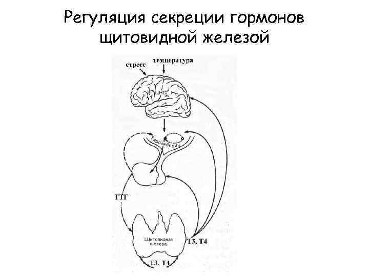 Схема образования и секреции тиреоидных гормонов