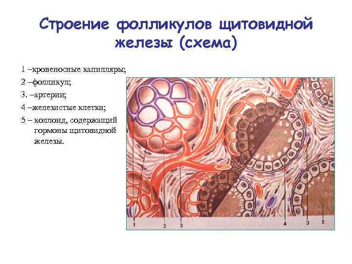 Анатомия желез. Схема строения фолликулов щитовидной железы. Внутреннее строение щитовидной железы. Внутреннее строение щитовидной железы схема. Щитовидная железа схема гистология.