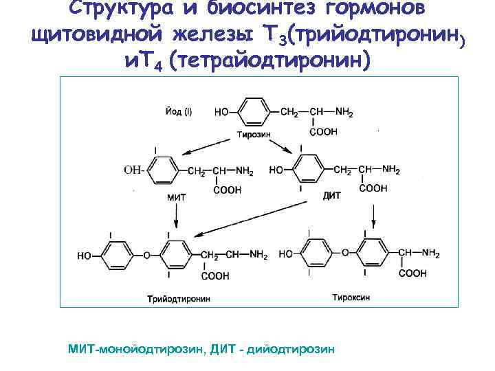 Использование йода для синтеза гормонов